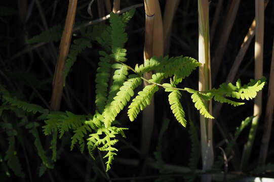 Image of Thelypteris palustris subsp. palustris