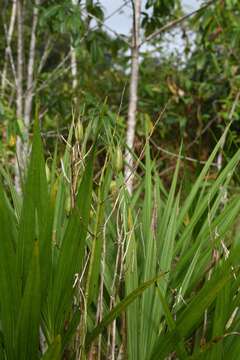 Image of Cyrtopodium andersonii (Lamb. ex Andrews) R. Br.