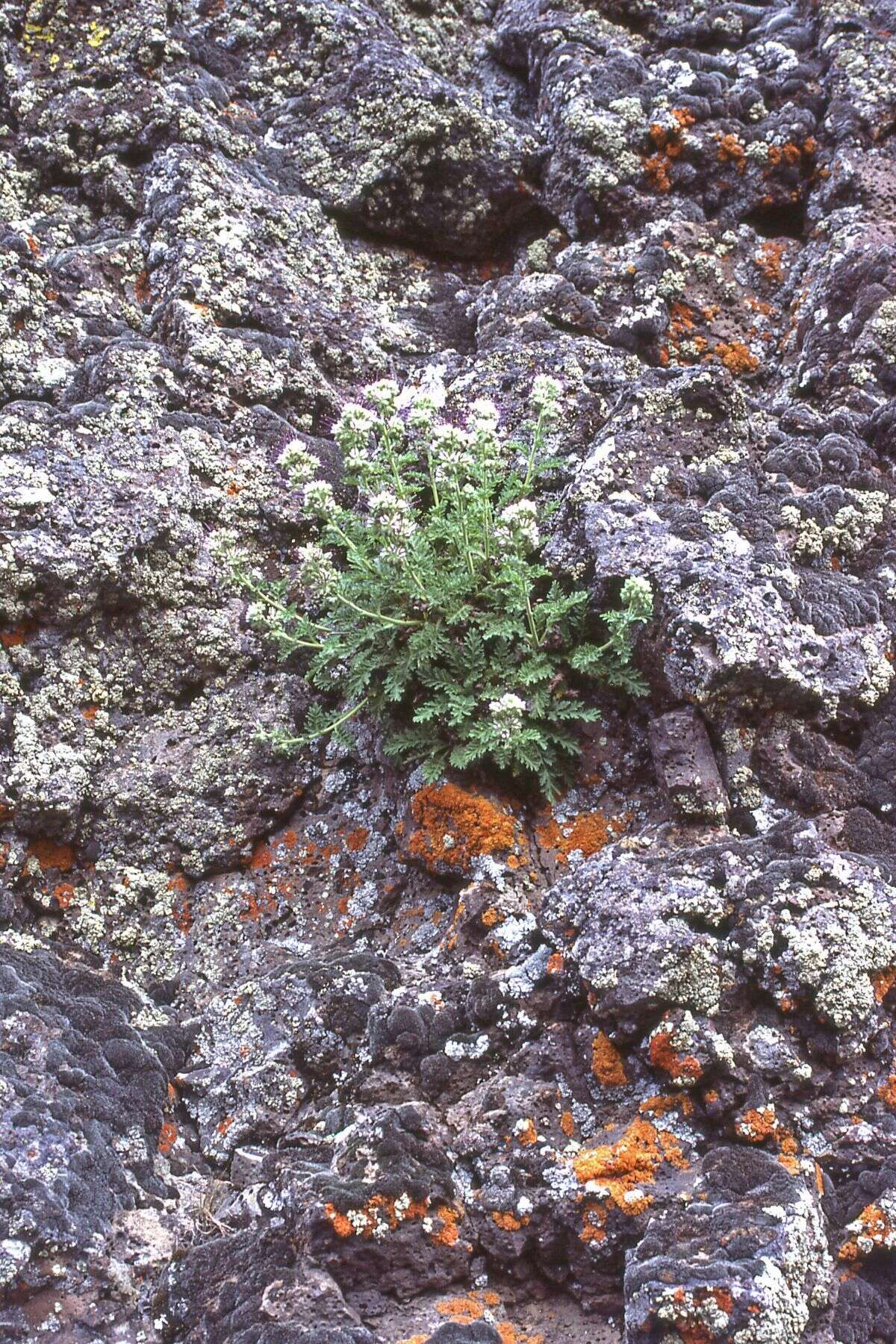 Image of sticky phacelia