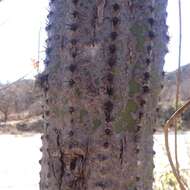 Pilosocereus quadricentralis (E. Y. Dawson) Backeb. resmi