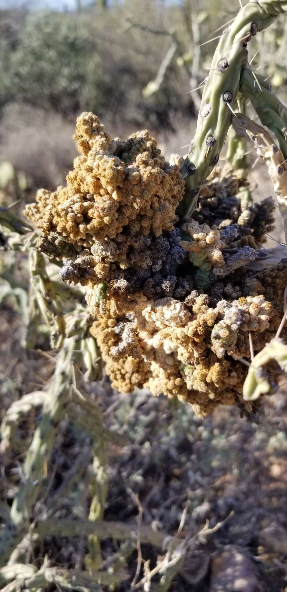 Image de Cylindropuntia vivipara (Rose) F. M. Knuth