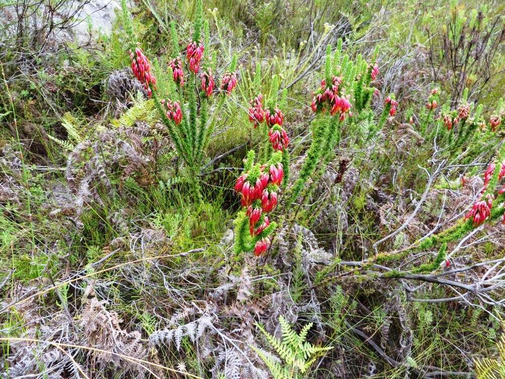 Image of Erica coccinea subsp. coccinea