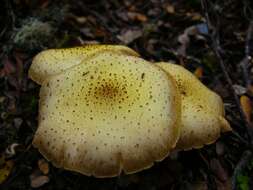 Image of Armillaria limonea (G. Stev.) Boesew. 1977