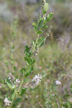 Image of Otholobium caffrum (Eckl. & Zeyh.) C. H. Stirt.