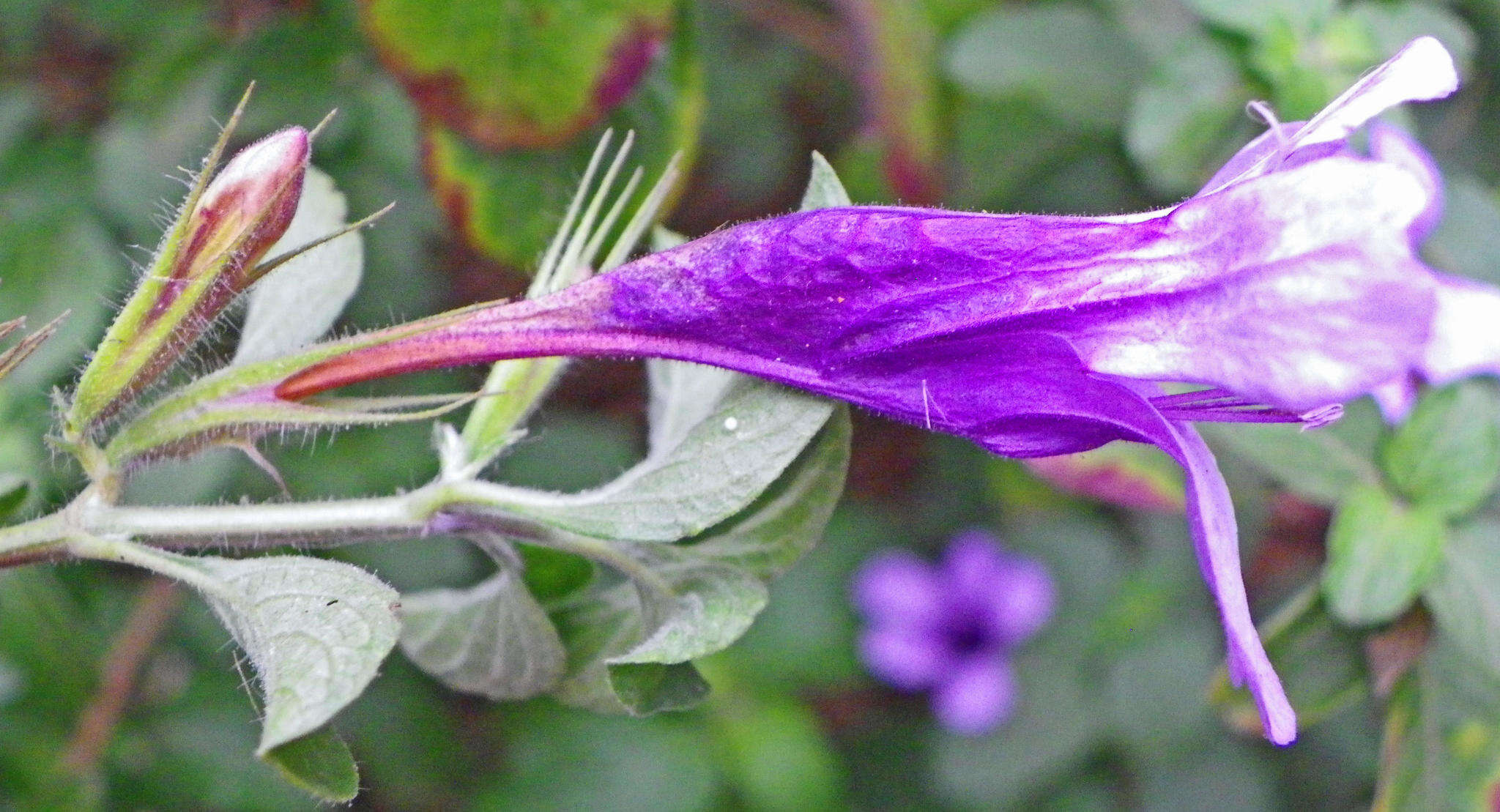 Sivun Dyschoriste thunbergiiflora (S. Moore) Lindau kuva