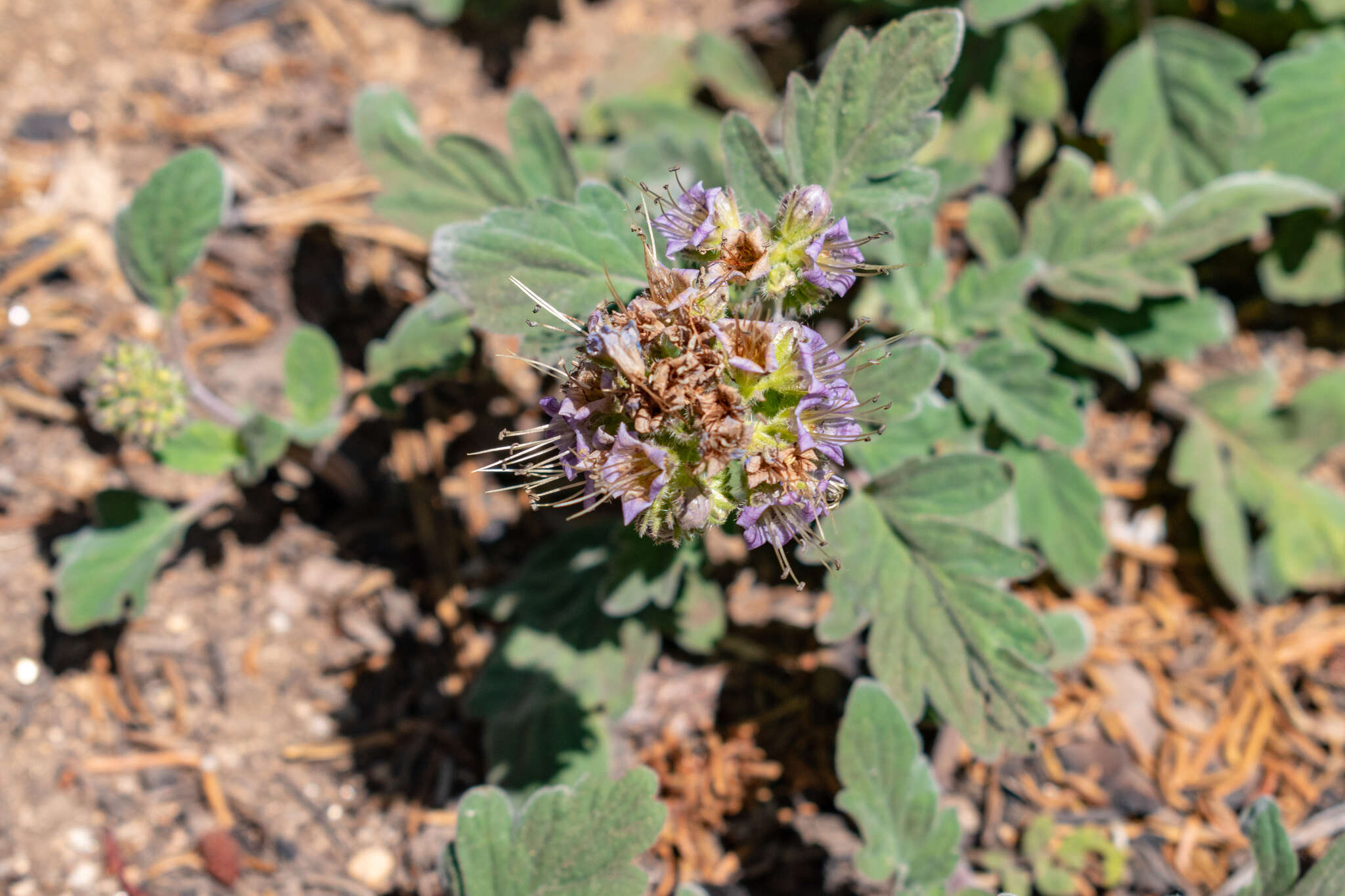 Image of waterleaf phacelia