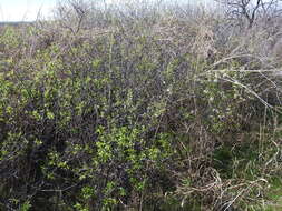 Image of creek plum