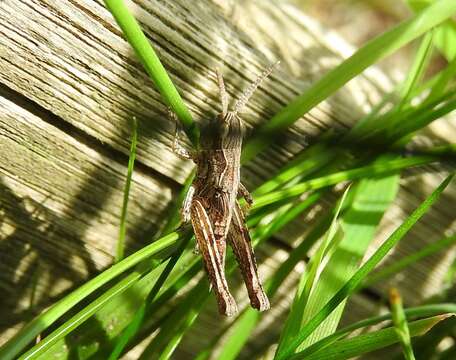 Image of Common Field Grasshopper