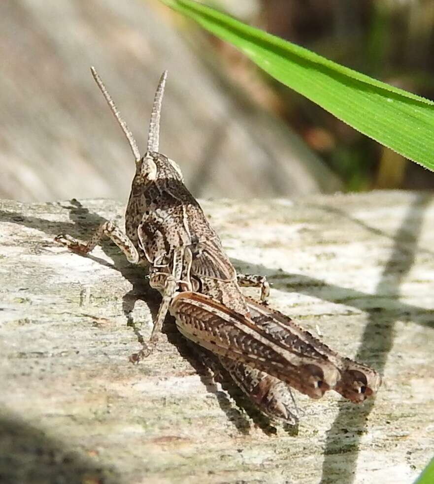 Image of Common Field Grasshopper