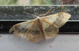 Image of riband wave