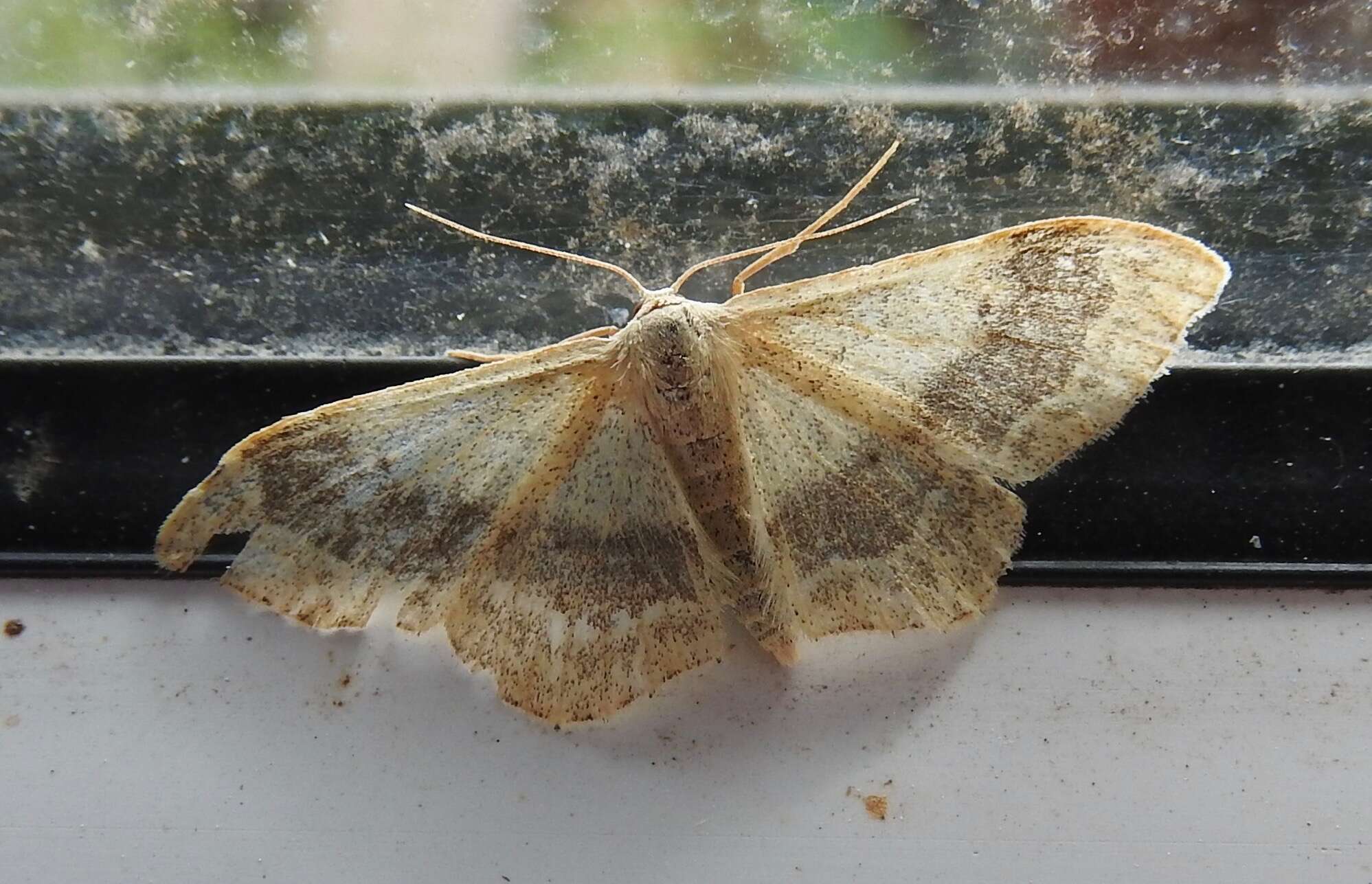 Image of riband wave