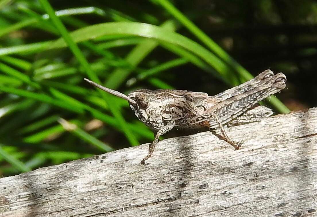 Image of Common Field Grasshopper