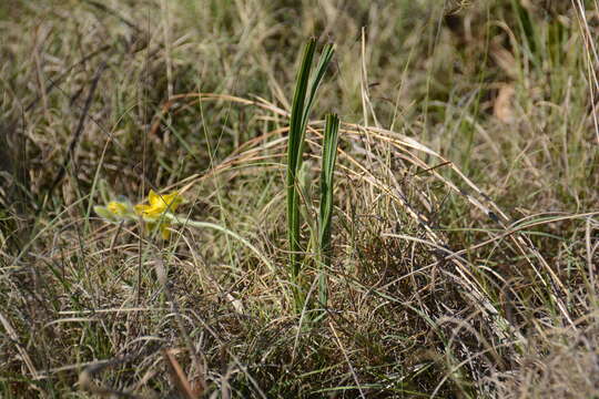 Image of Hypoxis rigidula var. rigidula