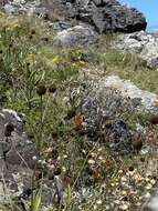 Image of Eryngium sanguisorba Cham. & Schltdl.