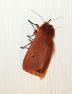 Imagem de Phragmatobia fuliginosa Linnaeus 1758