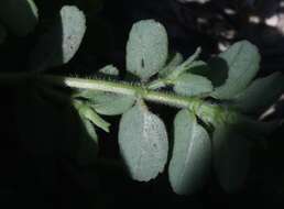 Imagem de Euphorbia stictospora var. stictospora