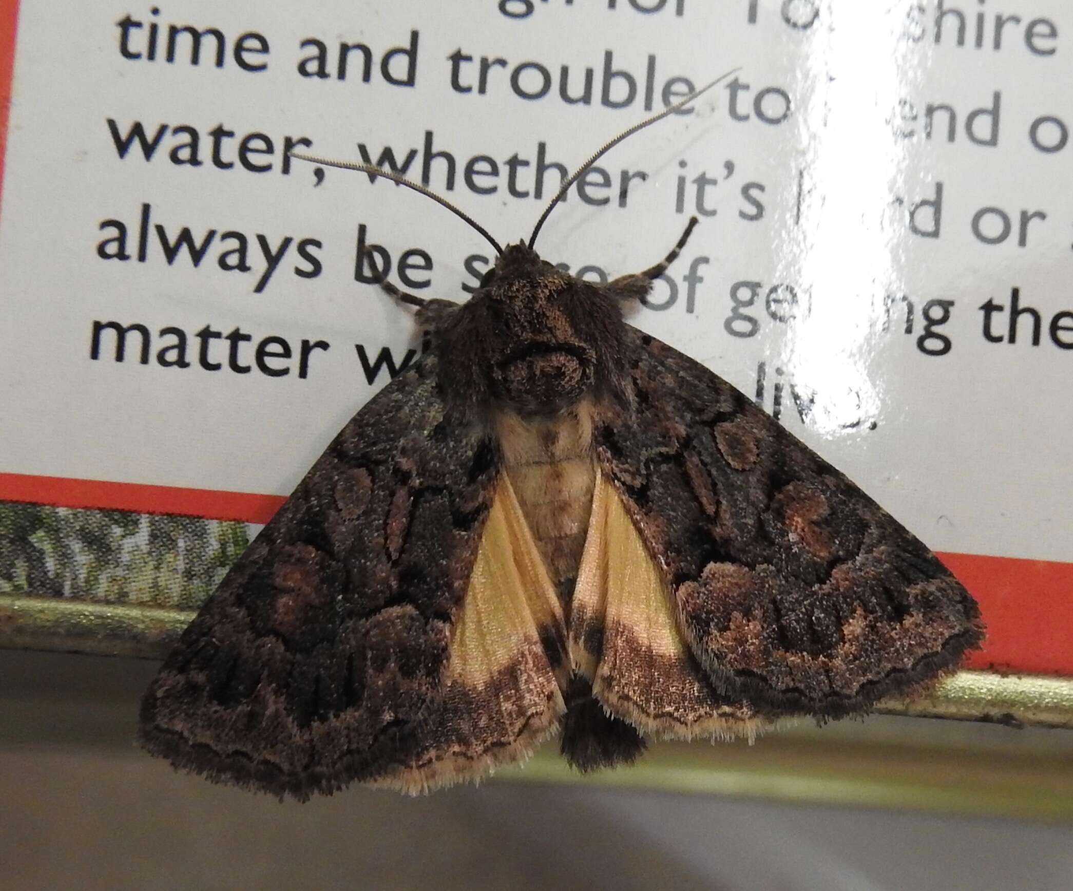 Image of straw underwing