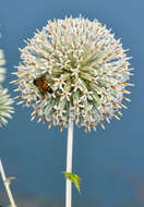 Image of Echinops sahyadricus