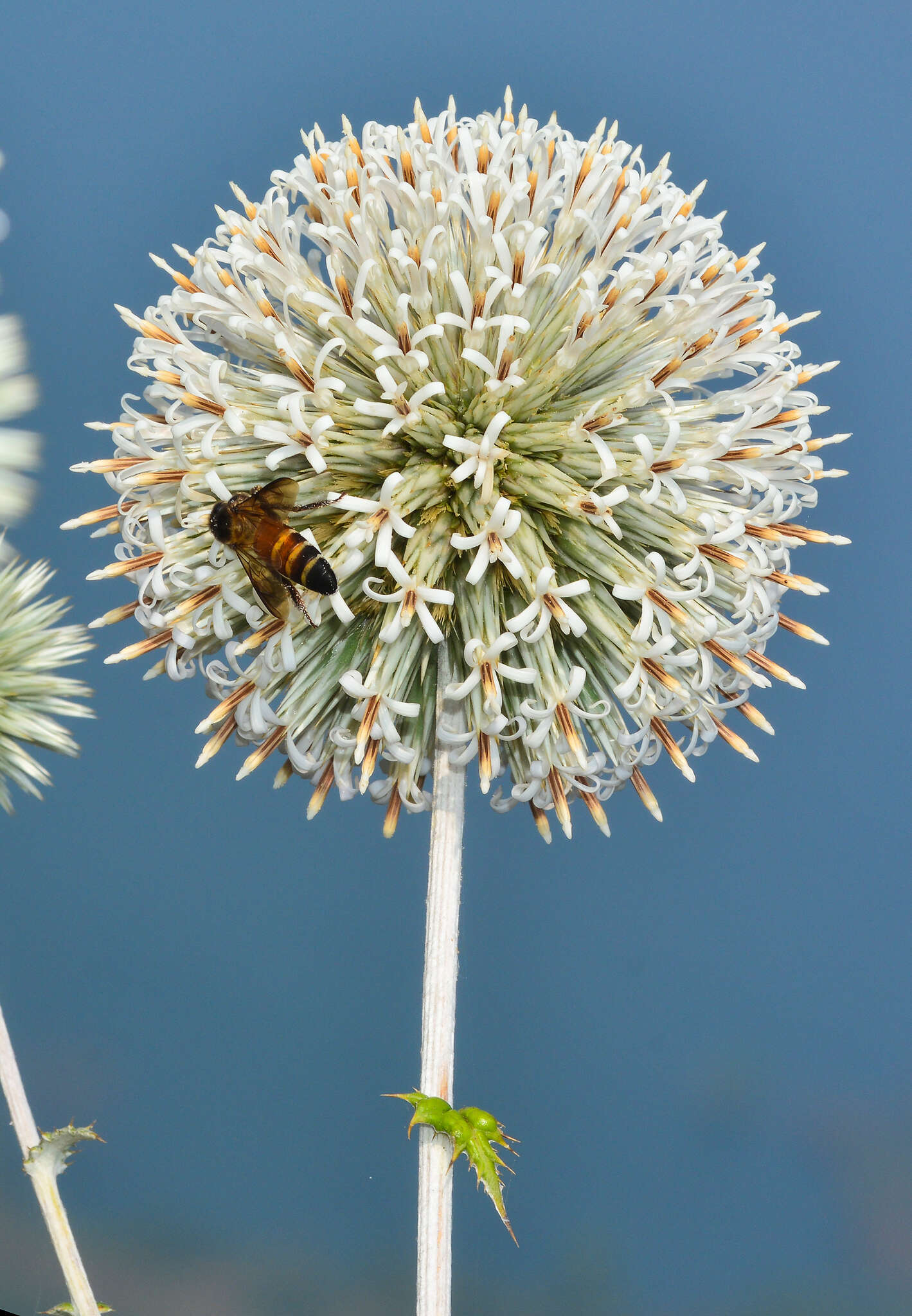 Image of Echinops sahyadricus