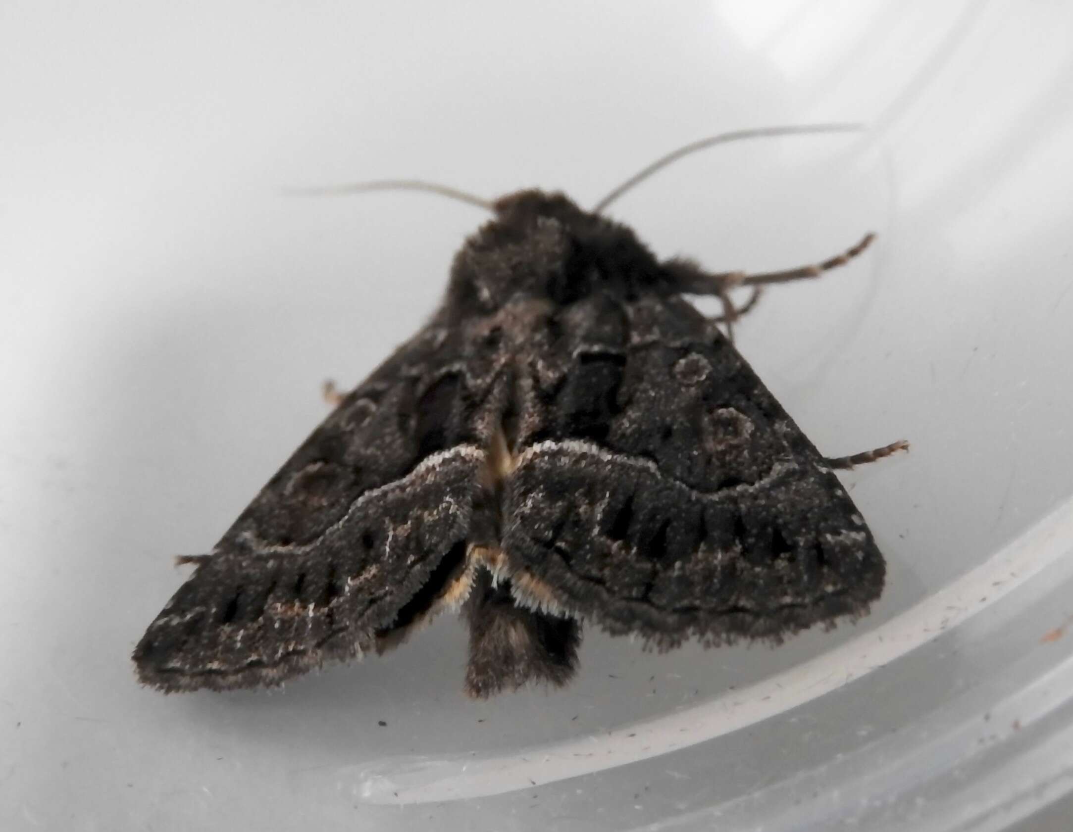 Image of straw underwing