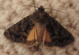 Image of straw underwing