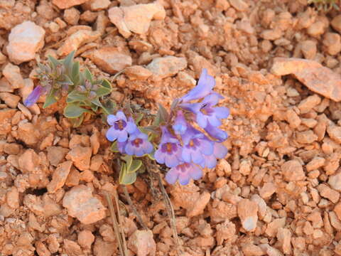 Image of Red Canyon beardtongue