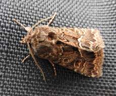 Image of straw underwing