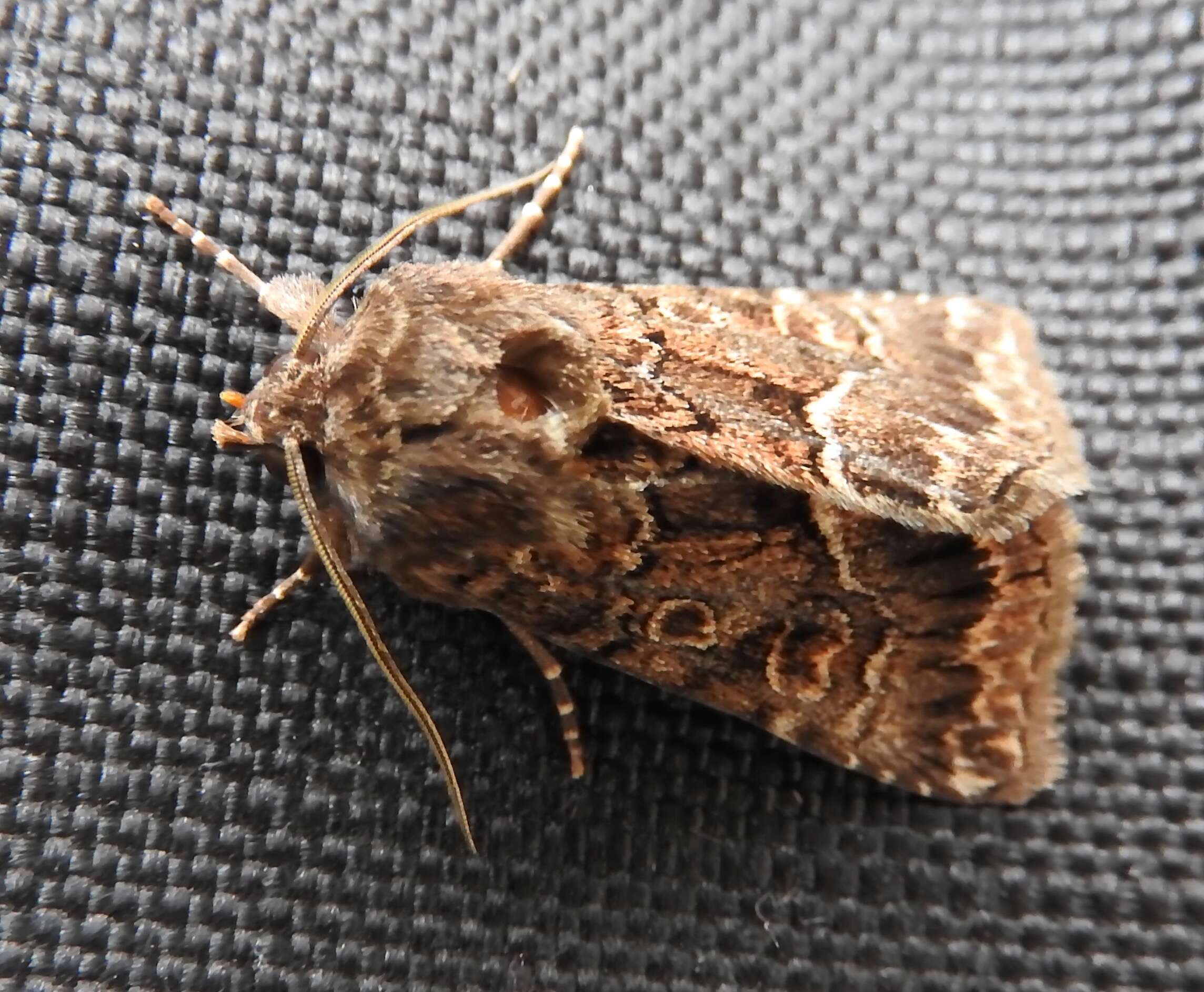 Image of straw underwing