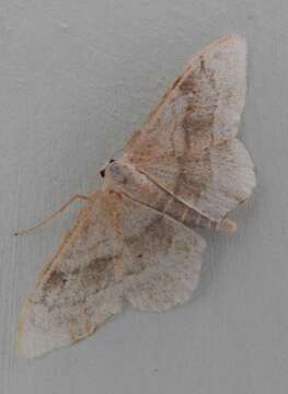 Image of riband wave