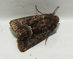 Image of straw underwing