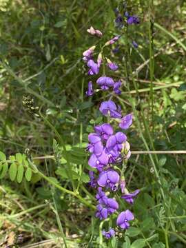 Plancia ëd Swainsona lessertiifolia DC.