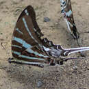 Graphium rhesus (Boisduval 1836)的圖片