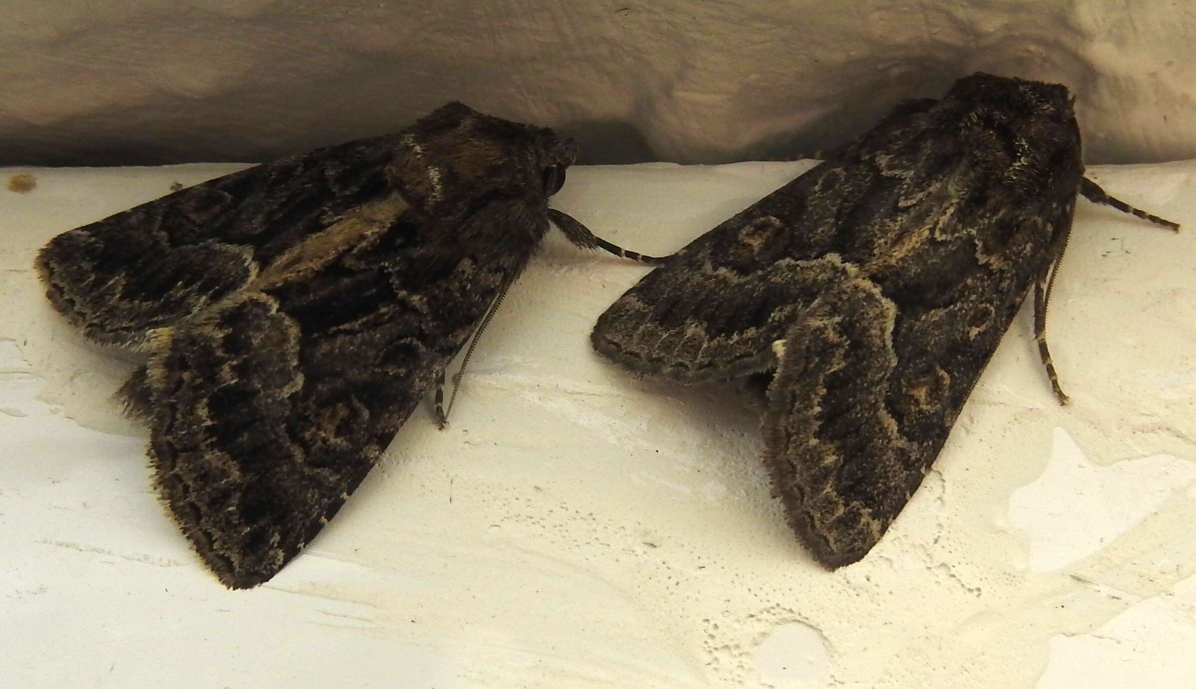 Image of straw underwing