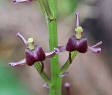 Image of Pantropical Wide-Lip Orchid