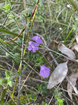 Image of Prostanthera densa A. A. Ham.