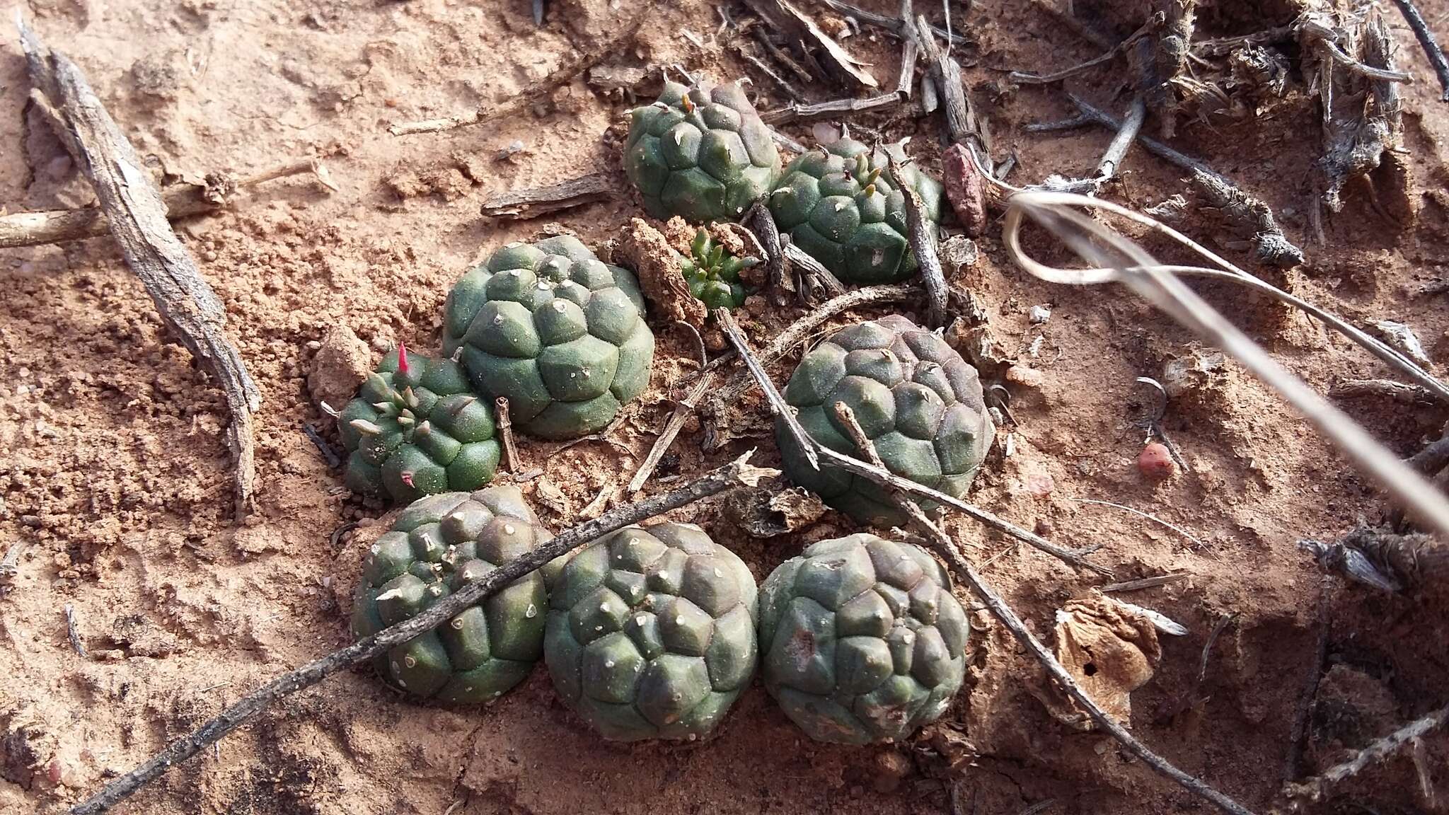 Image of Globose Euphorbia