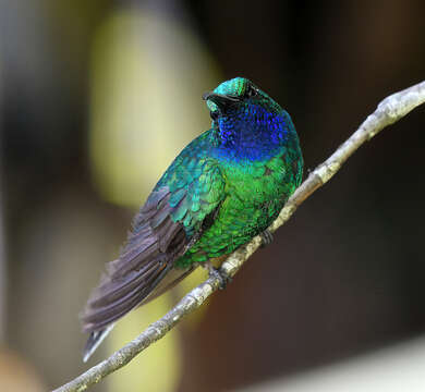 Image of White-tailed Sabrewing