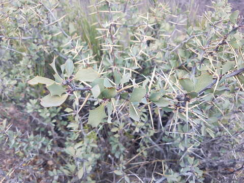 Image of Berberis grevilleana Gill.