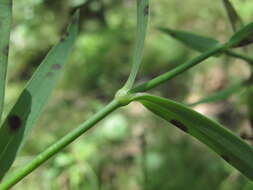 Image of Dianthus caucaseus Sims