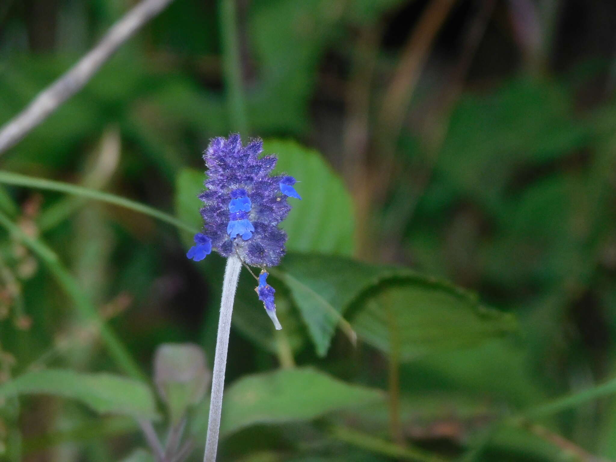 Image de Salvia stachyoides Kunth