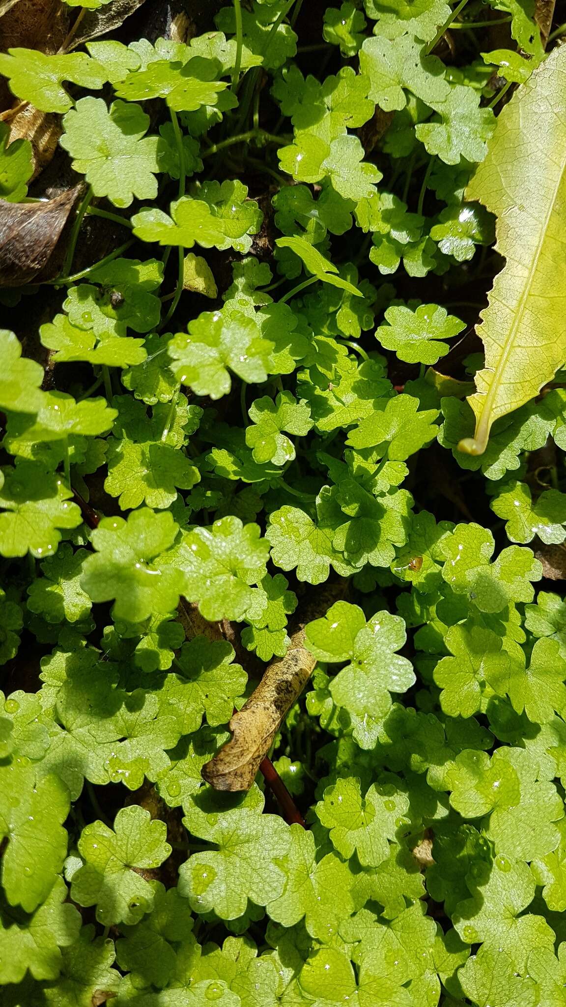 Hydrocotyle americana var. heteromeria (A. Rich.) Kirk resmi