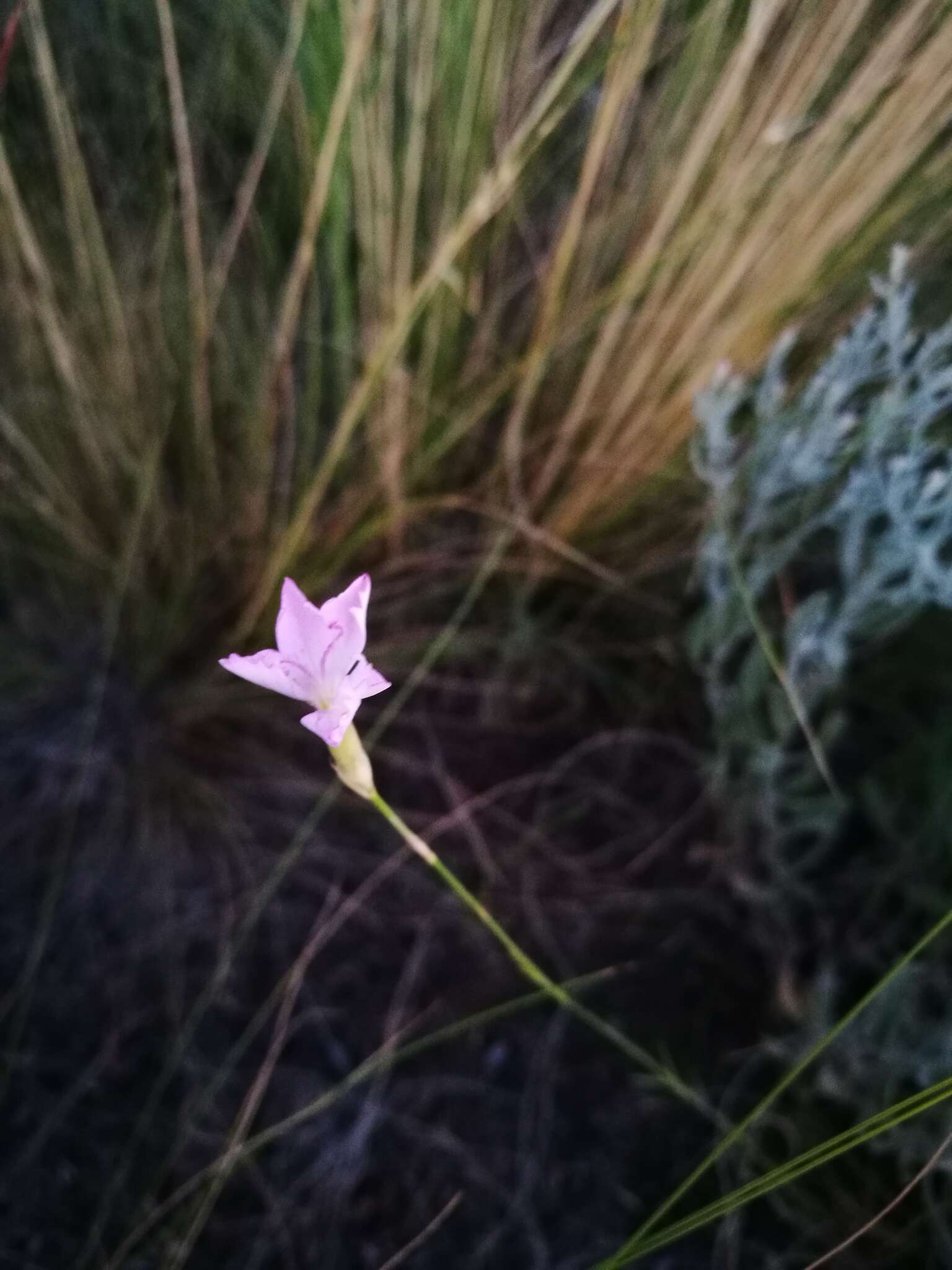 Image of Dianthus polymorphus Bieb.