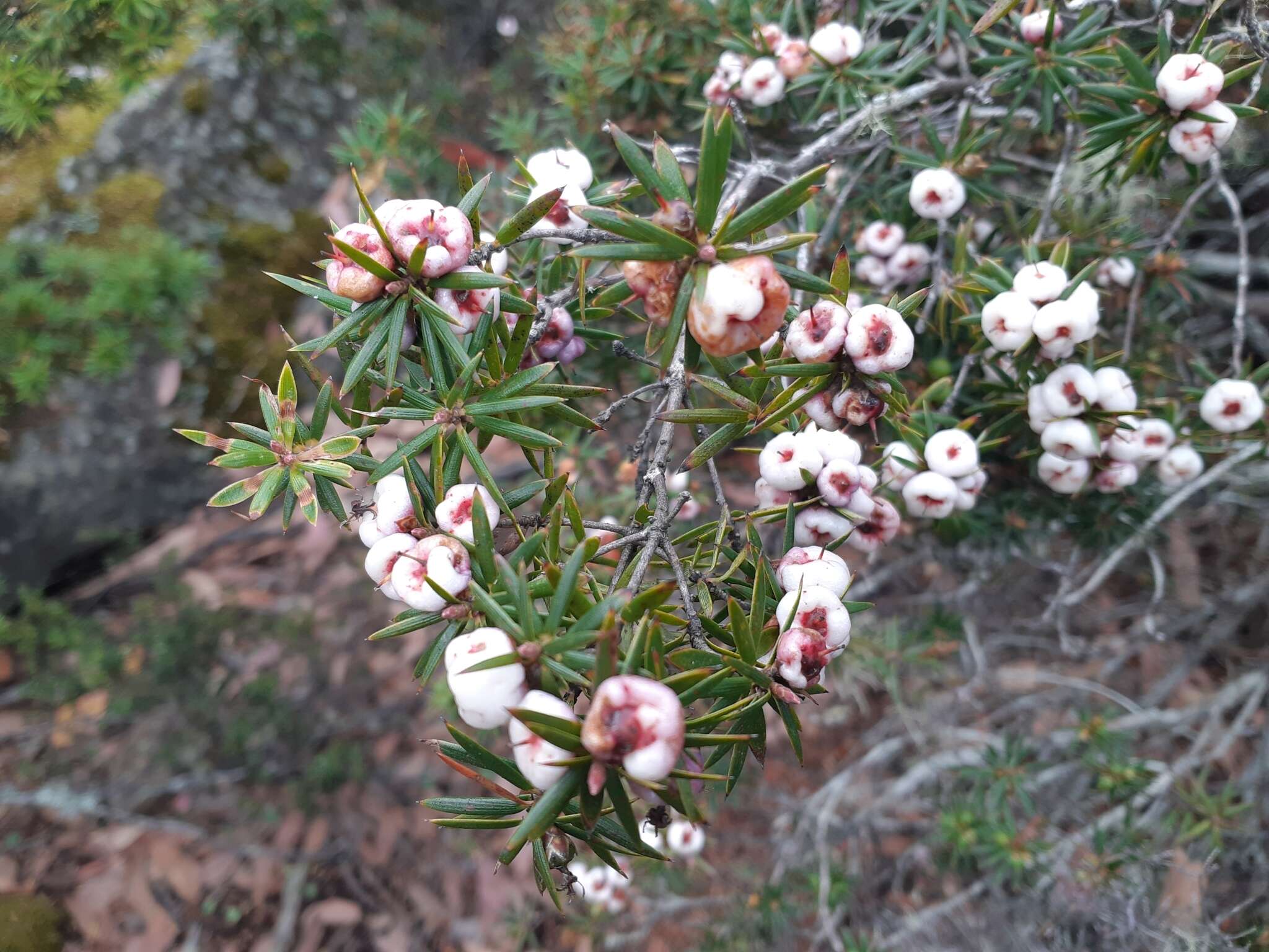 Слика од Cyathodes glauca Labill.