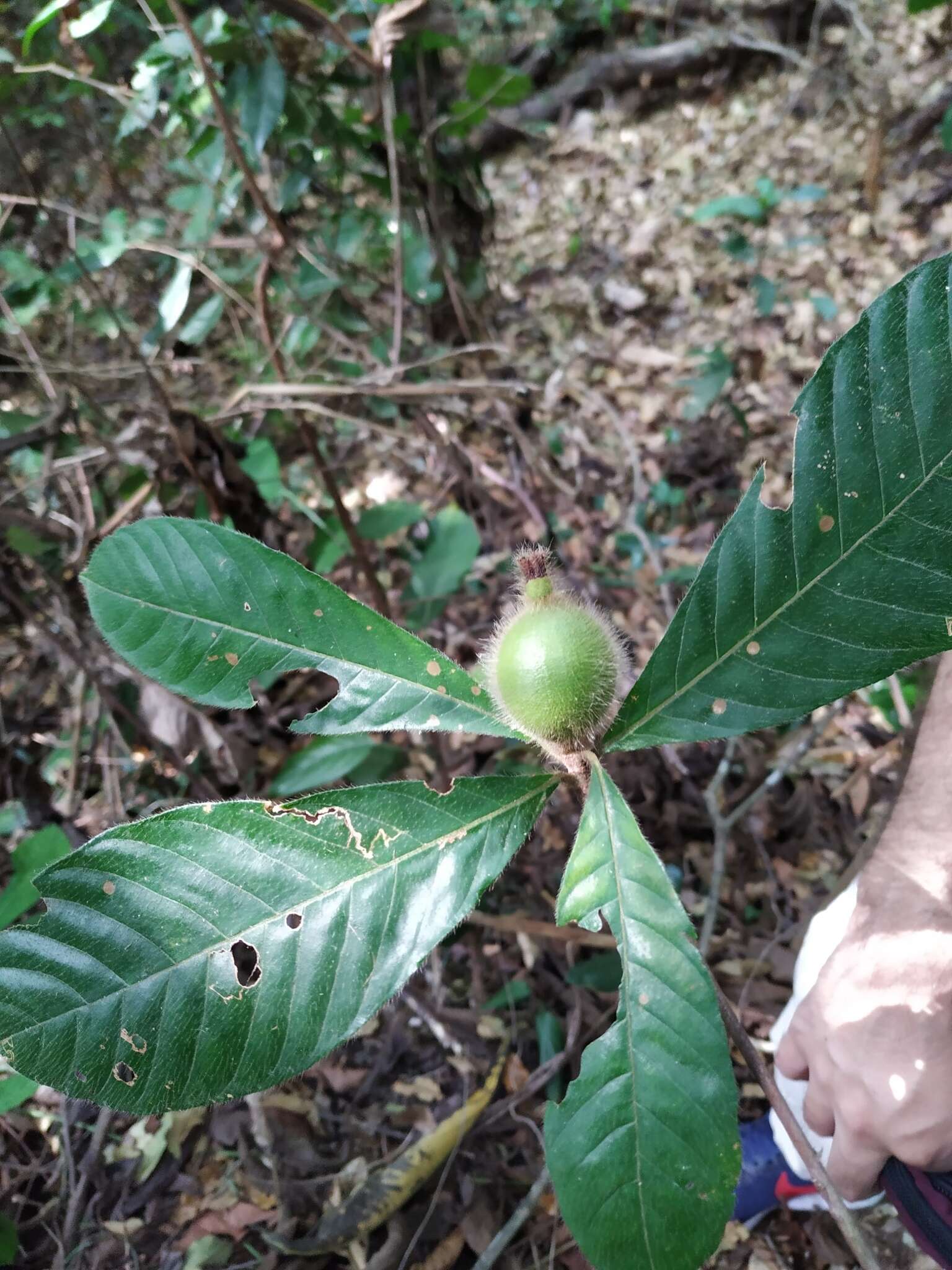 Image of Duroia hirsuta (Poepp.) K. Schum.