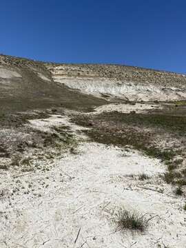 Image of bentonite desertparsley