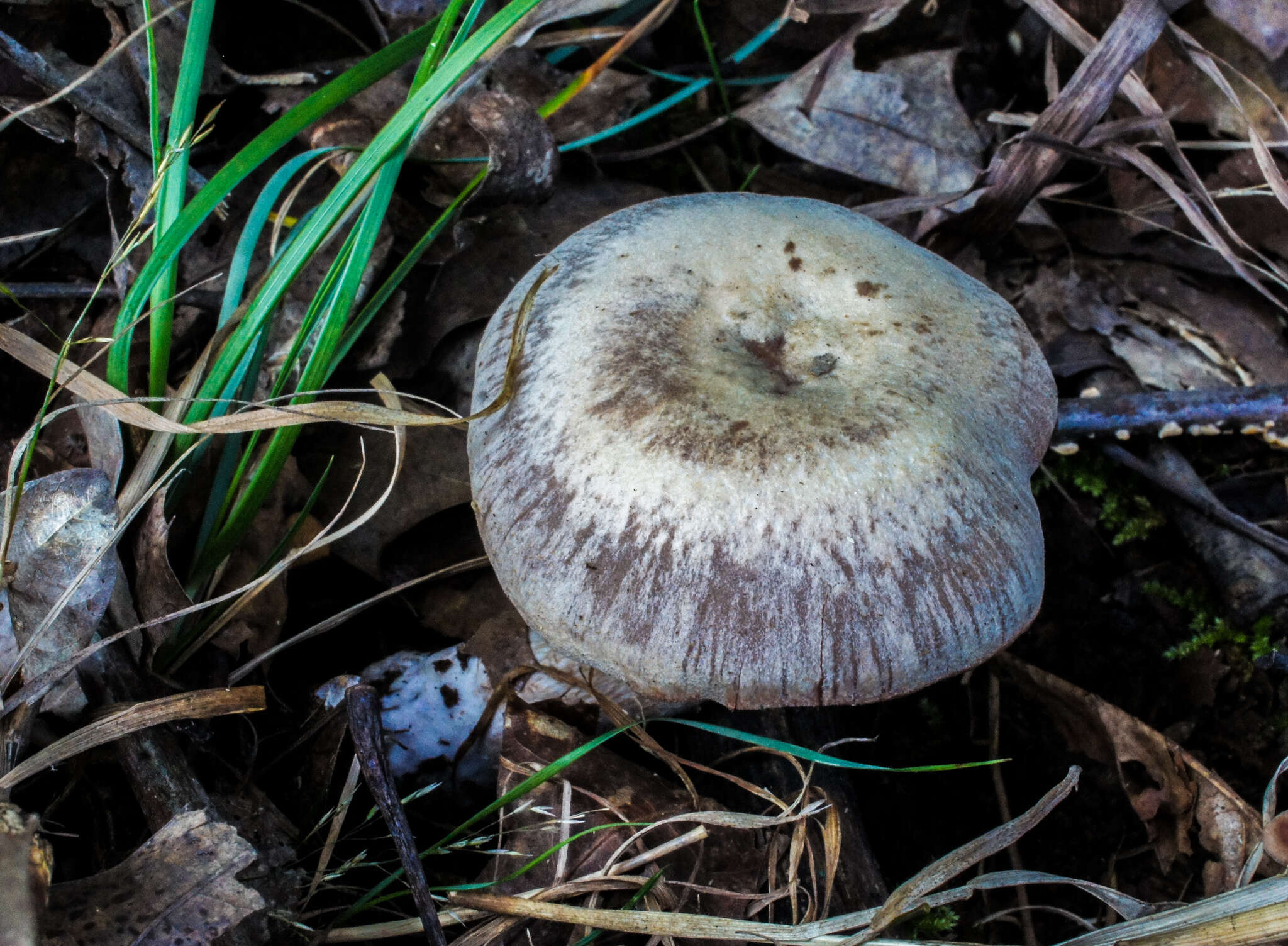 Image of Laccaria ochropurpurea (Berk.) Peck 1897