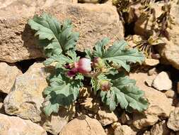 Image of Scrophularia ruprechtii Boiss.