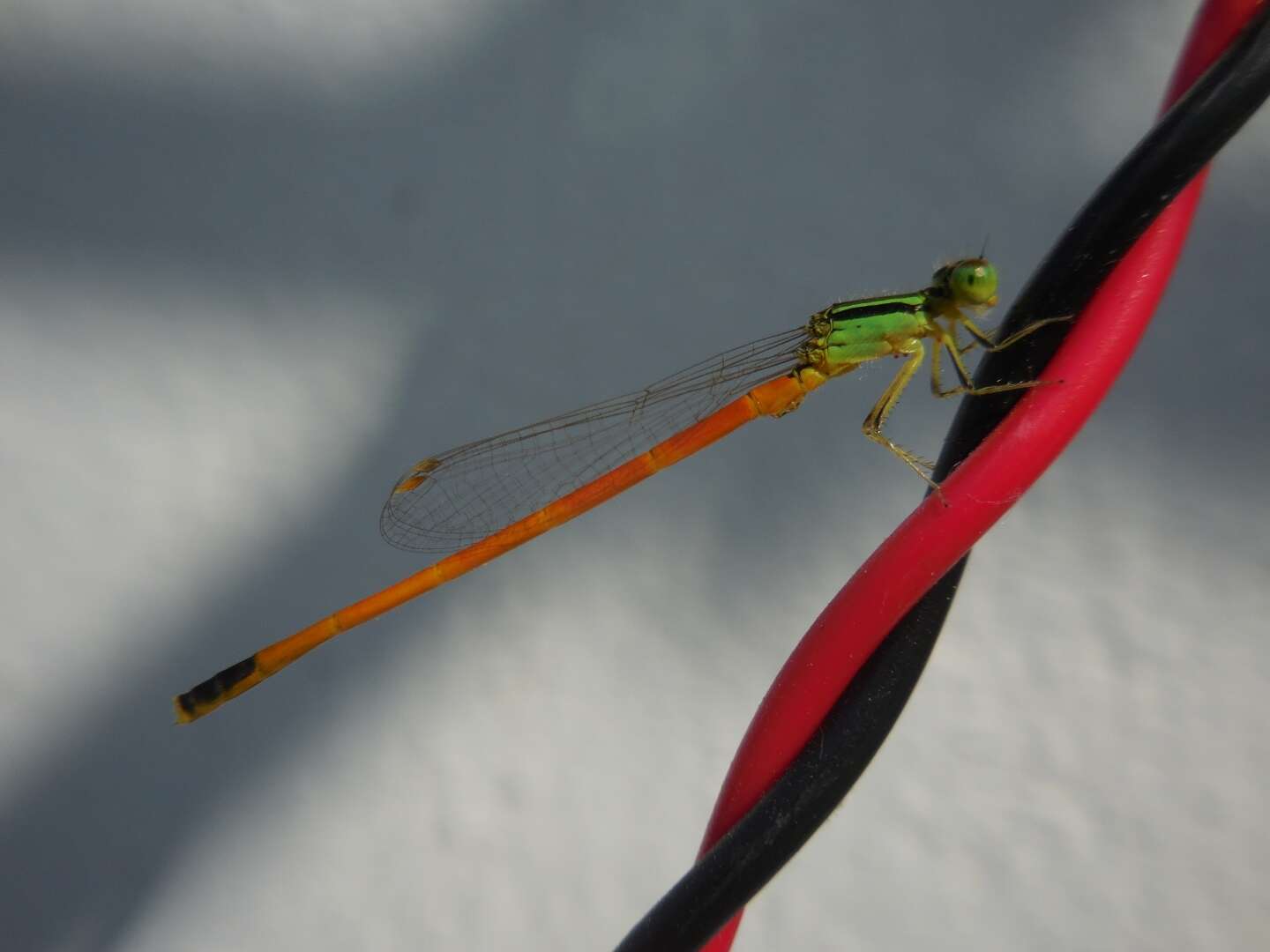 Image of Ischnura rufostigma Selys 1876