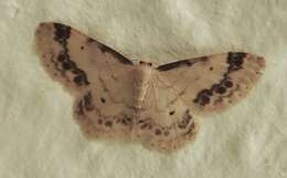 صورة Idaea trigeminata Haworth 1809