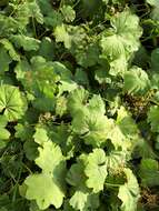 Image of clustered lady's mantle